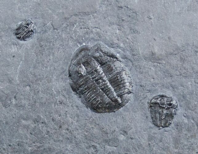 Elrathia & Bolaspidella Trilobite Plate - Utah #3189